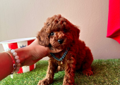 Toy Poodle Mini Yavrular